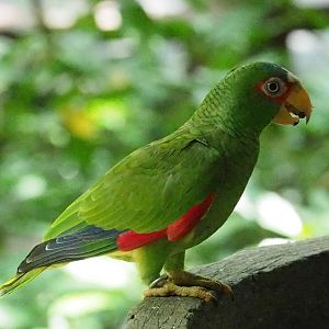 ID Please - Unknown Bird Dec 2015