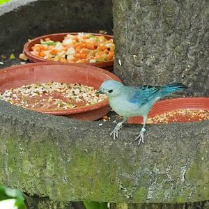 ID Please - Unknown Bird Dec 2015