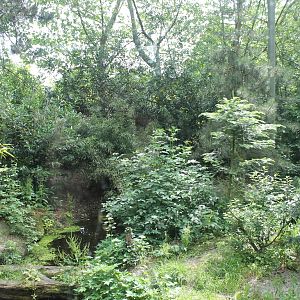 Asia - Part of tiger enclosure