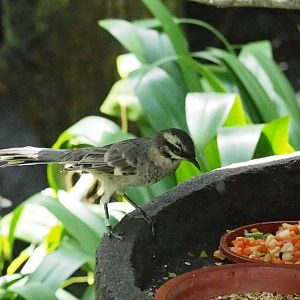 ID Please - Unknown Bird Dec 2015