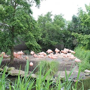 America - Chilean flamingo enclosure