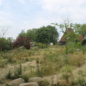 Africa - African lion enclosure