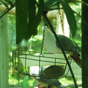 ID Please - Unknown Bird Dec 2015