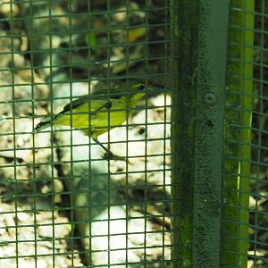 ID Please - Unknown Bird Dec 2015