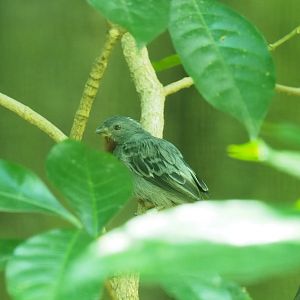 ID Please - Unknown Bird Dec 2015