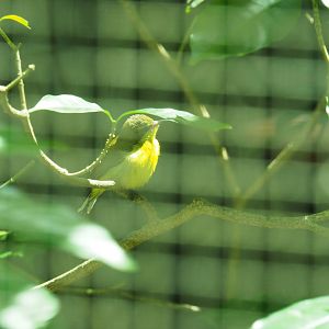 ID Please - Unknown Bird Dec 2015