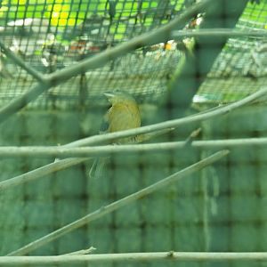 ID Please - Unknown Bird Dec 2015