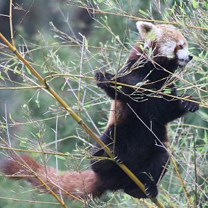 Red panda
