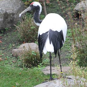 Red-crowned crane