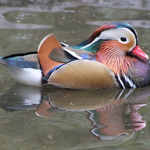 Mandarin duck