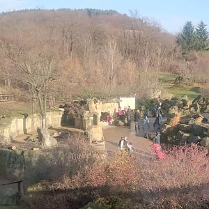 Meerkat enclosure and way to Giraffe-house