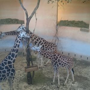 Giraffes indoor