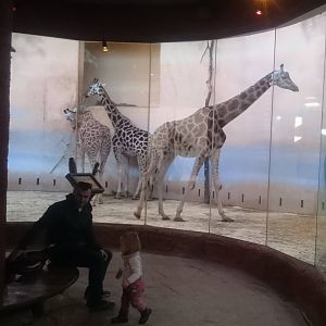 Giraffe-indoor enclosure
