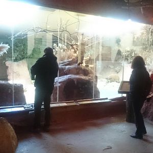 Enclosures Aardvarks and Red river hogs