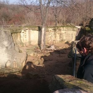 Enclosure Meerkats