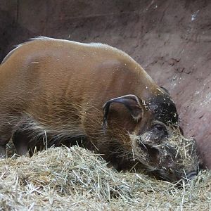 Red river hog