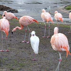 Imposter Amongst the Flamingoes