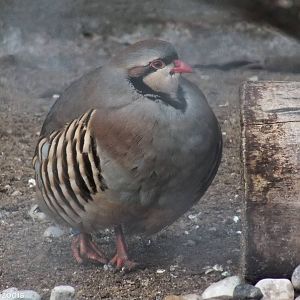 Partridge Species?