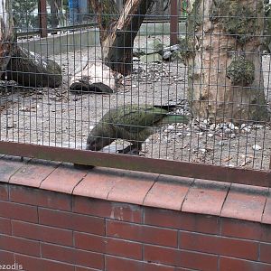 Kea Drops out its Toy