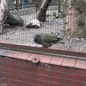 Kea Drops out its Toy