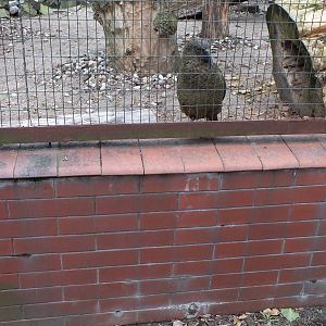 Kea Drops out its Toy