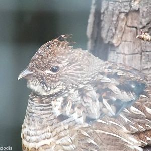 Ruffed Grouse
