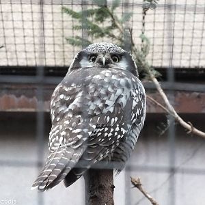 Northern Hawk Owl