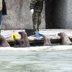 Seal Show