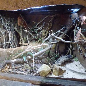 Lesser Hedgehog Tenrec enclosure
