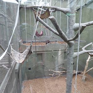 Bornean Orangs in ROTRA