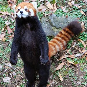 Jan. 2016 - Red Panda Cub