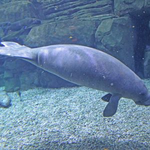 Jan. 2016 - Manatee Springs - BamBam