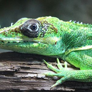 Jan. 2016 - Manatee Springs - Knight Anole