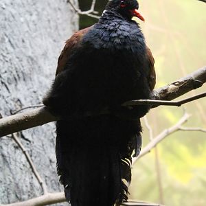 Jan. 2016 - Wings of the World - White-naped Pheasant Pigeon
