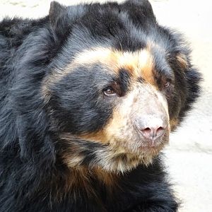 Jan. 2016 - Bear Hill - Chester - Spectacled Bear