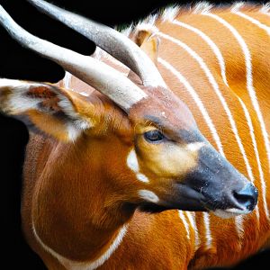 Jan. 2016 - Rhino Reserve - Eastern Bongo