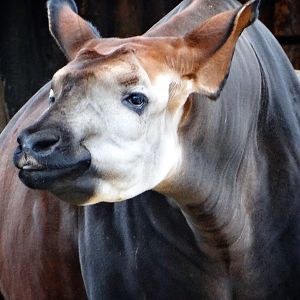 Jan. 2016 - Rhino Reserve - Kuvua