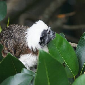 Cottontop tamarin