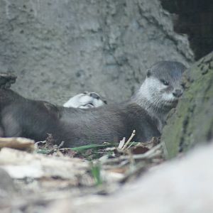 Asian shirt-clawed otter copulation