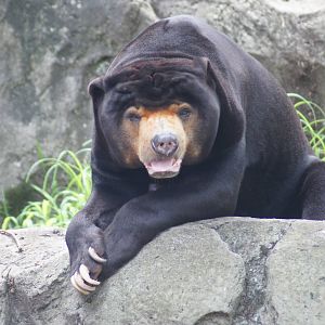 (Malayan sun bear) Mr Hobbs