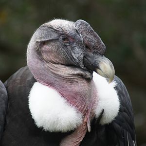 (Andean condor) Bruce