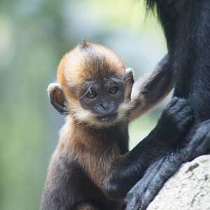 (Francois langur) Nangua