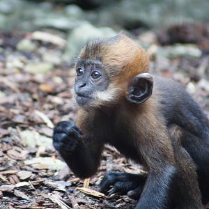 (Francois langur) Nangua