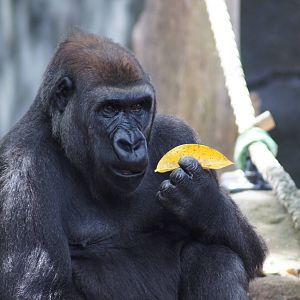 (Western lowland gorilla) Johari