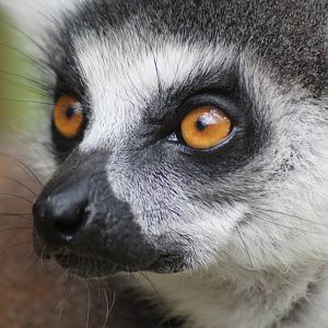 Ring-tailed lemur