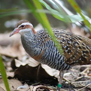 Buff-banded rail