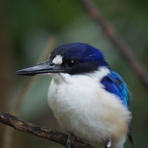 Forest kingfisher
