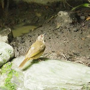 ID Please - Unknown Bird Dec 2015