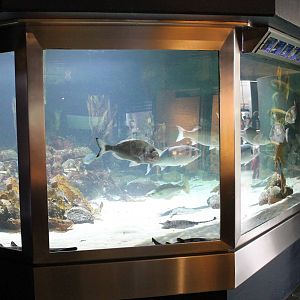 North Sea Aquarium