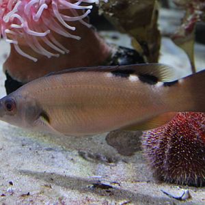 Cuckoo wrasse female